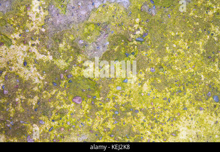 Green mold on gray concrete for the background. Stock Photo