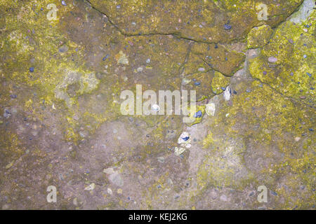 Green mold on gray concrete for the background. Stock Photo