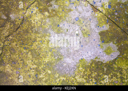 Green mold on gray concrete for the background. Stock Photo