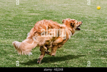 dog enjoying Summer Fast running away speedy Golden Retrievers playing fetching ball in park hair flying with movement motion side view rear  © Myrleen Pearson Stock Photo