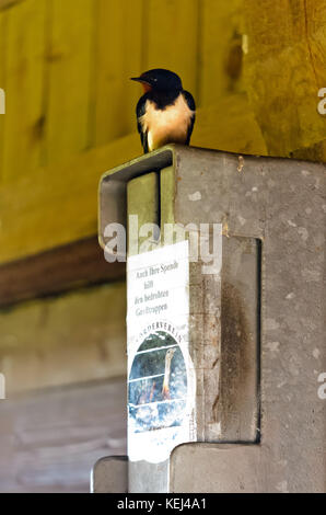 Barn swallow (Hirundo rustica) on a donation box Stock Photo