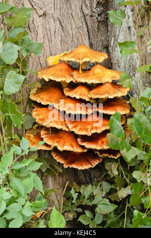 Sulphur polypore (Laetiporus sulphureus) Stock Photo