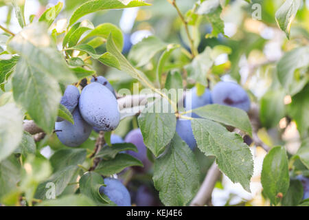 Black plums on the branches of the plum tree Stock Photo