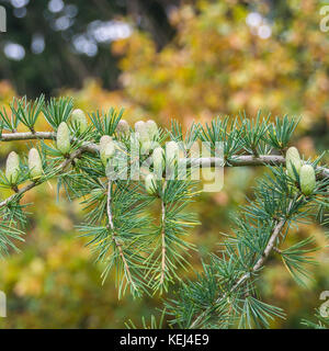 Pinecones growing on the branch of a fir tree. Stock Photo