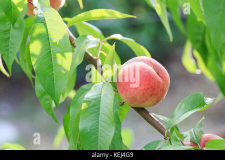 Peach on the branch of the peach tree Stock Photo