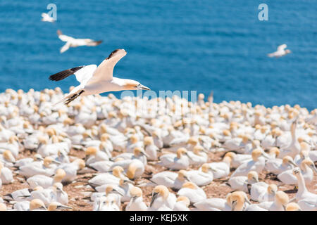 Overlook of white Gannet birds colony nesting on cliff on Bonaventure Island in Perce, Quebec, Canada by Gaspesie, Gaspe region with one bird flying a Stock Photo