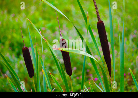 Bulrush, bulrushes or reed mace. Typha gracilis. A common but satisfying sight in fresh water nature areas. Likes boggy marshes and ditches. Stock Photo