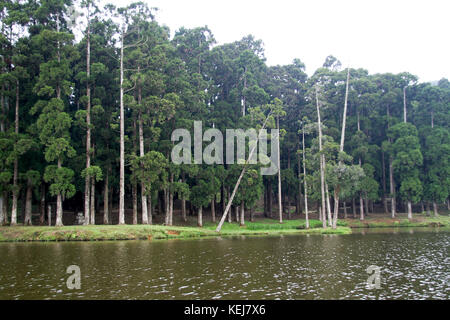 Slim trees with green foliage standing tall on bank of river