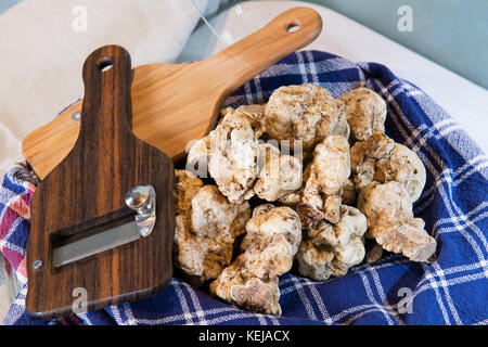 White truffles on the typical cloth trunk, with truffle cut in wood, from the Langhe Alba in Piedmont Italy. Stock Photo