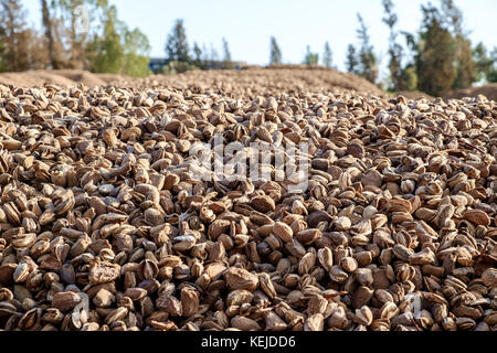 Pile of freshly picked almonds drying in the sun Stock Photo