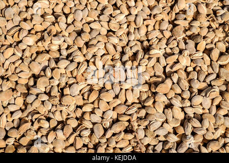 Pile of freshly picked almonds drying in the sun Stock Photo
