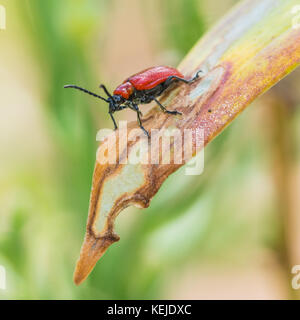 A macro shot of a red lily beetle sitting on a green leaf. Stock Photo