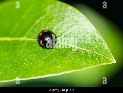 A macro shot of a pine ladybird resting on the leaf of a bay tree.