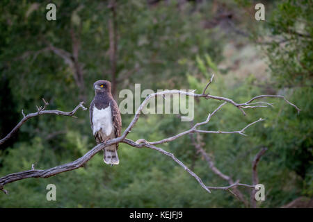 Black-chested snake eagle sitting on a branch in the Pilanesberg National Park, South Africa. Stock Photo