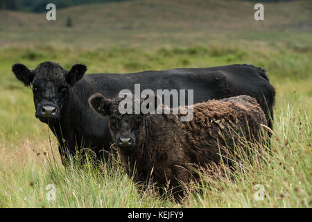 Black Galloway Cattle in South west Scotland Stock Photo