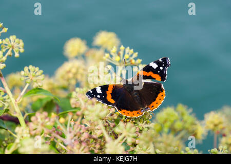 Red Admiral butterfly (Vanessa atalanta) with a damaged wing on Ivy flowers (Hedera helix) by the sea in late summer early autumn. UK, Britain Stock Photo