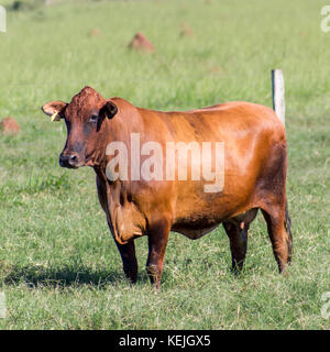 Peão boiadeiro tangendo gado nelore em fazenda - Pantanal Sul, Pulsar  Imagens