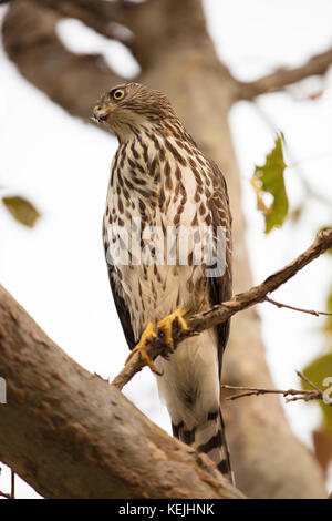 A young Cooper's Hawk perched on a tree branch in Palo Alto, California. Stock Photo