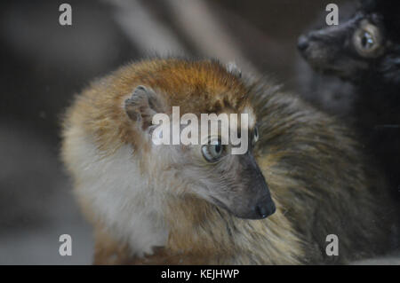 Blue Eyed Lemur Stock Photo