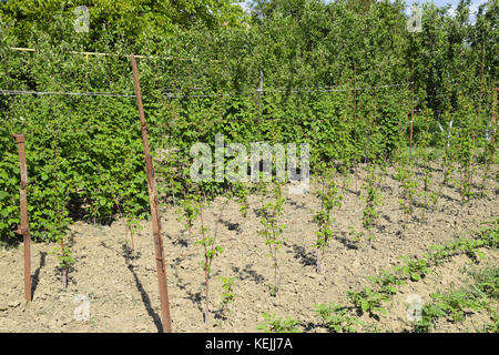 The beds raspberries. The stems of raspberries on a trellis Squirting. Growing raspberries in the garden. Stock Photo