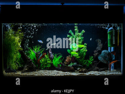 3 Ft Long Aquariums