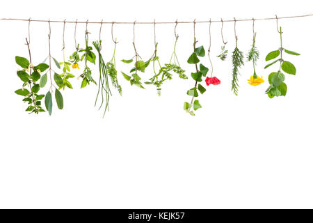 fresh flovouring herbs and eatable flowers hanging on a string, on a interieur backgroung Stock Photo