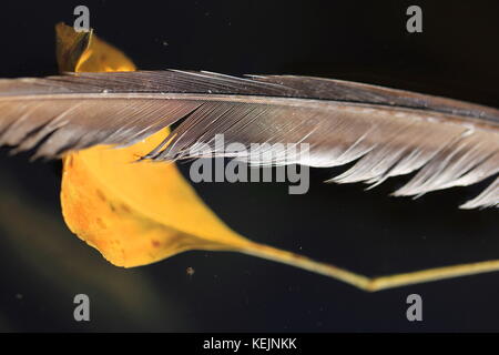 Autumn colors – macro shot of feather and yellow leaf on water Stock Photo