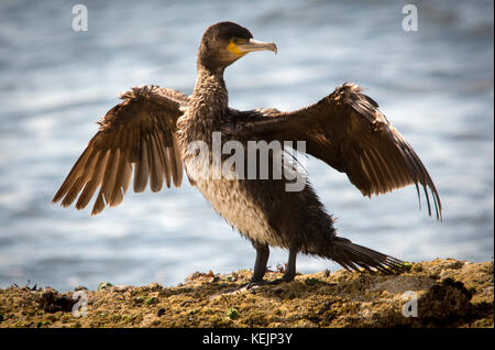 Young Cormorant drying in the sunshine Stock Photo