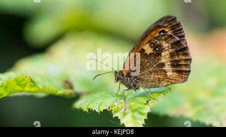 A macro shot of a gatekeeper butterfly sitting on a green leaf Stock ...