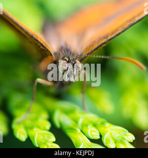 A macro shot of a gatekeeper butterfly sitting on a green leaf. Stock Photo
