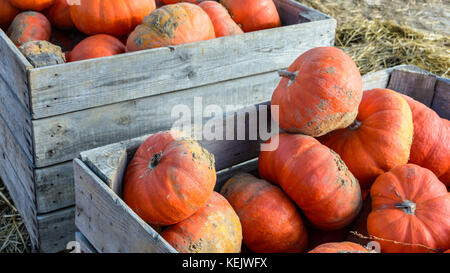 Dozens of freshly picked, unwashed pumpkins stacked outdoors in wooden boxes in the sunset light with straw on the ground. Stock Photo