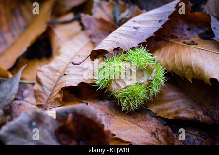 Empty Green conker shell opened and resting on dry brown leaves Stock Photo
