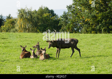European red deer herd on a paddock in the summer sun. Mature stag (male) and four hinds (females). Group of Cervus elaphus in Western Europe. Photo.