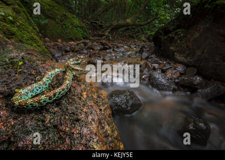 Malabar pit viper at a stream in Amboli Stock Photo