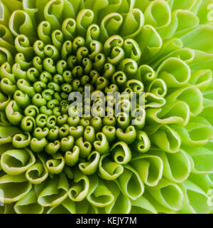 An abstract macro shot of a green chrysanthemum flower.