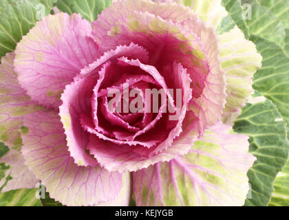 Ornamental green with pink cabbage for bouquets. Closeup. Macro Stock Photo