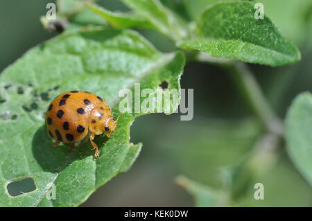 28-spotted potato ladybird (Epilachna vigintioctopunctata) on a deadly nightshade plant, Townsville, Queensland, Australia Stock Photo