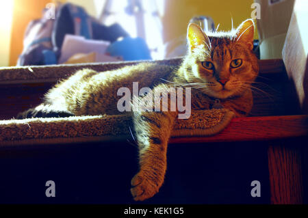 Bored domestic cat lying and relax on stairs. Backlighted fur. Stock Photo