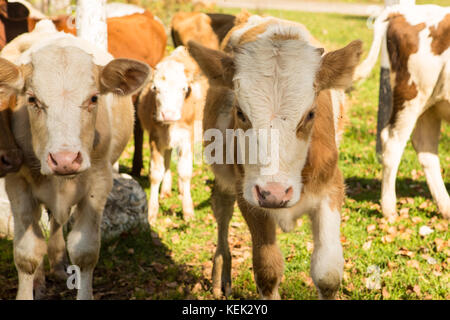 little curious calf walking on the road Stock Photo