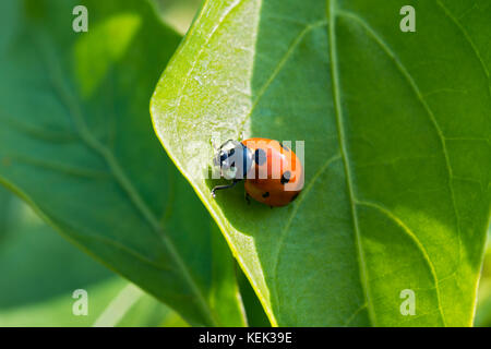Closeup photo of a ladybug climbing a green leaf on a sunny day with a blurred background Stock Photo