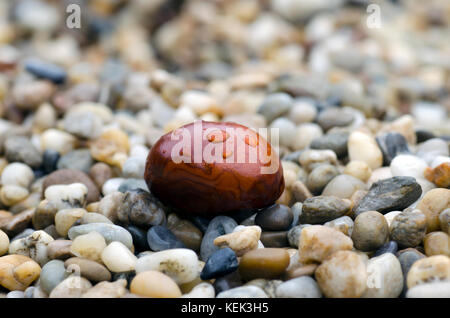 Close-up photo of brown chestnut with drops of rain lying on stones in autumn rainy day Stock Photo
