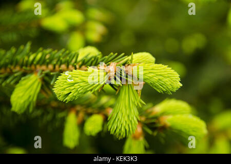 A close-up view of a young needle on a tree with a drop of dew on a spring or summer day Stock Photo