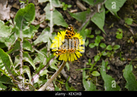 Close-up view of a dandelion flower with a sitting butterfly on a sunny spring day Stock Photo