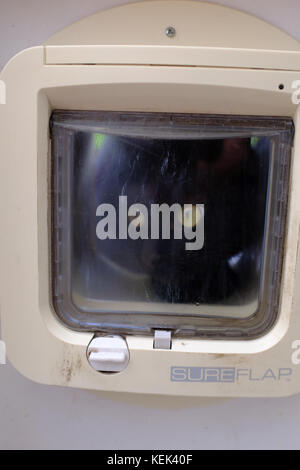 Black cat looking through a cat flap Stock Photo