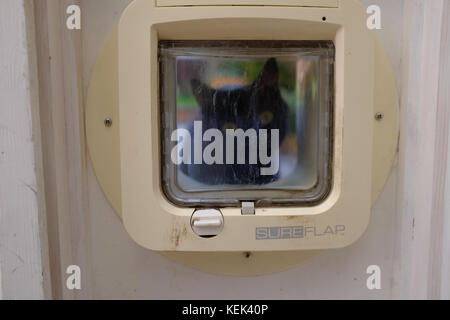Black cat looking through a cat flap Stock Photo