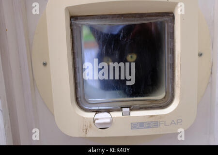 Black cat looking through a cat flap Stock Photo
