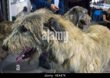 Poznan, Wielkopolska, Poland. 21st Oct, 2017. International Dog Show (CACIB). Qualification for Crufts 2018. There are over 250 breeds of dog beauty from all over the world in one place - at an area of the Poznan International Fair. Credit: Dawid Tatarkiewicz/ZUMA Wire/Alamy Live News Stock Photo