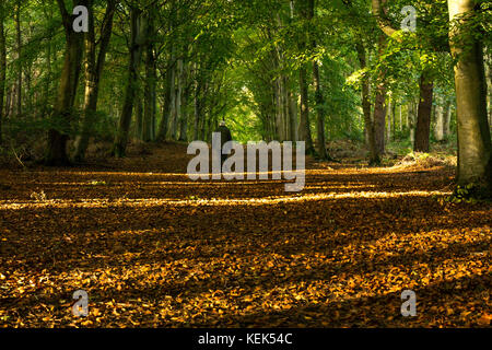 Binning Wood, East Lothian coast, Scotland, UK. 21st October 2017.  A solitary senior man in 60s walking through woods with low sunlight streaming across a woodland path covered with Autumn leaves Stock Photo