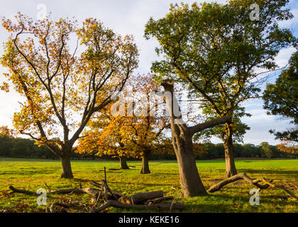 Richmond, London, UK. 22 Oct, 2017: A sunny, crisp morning in Richmond following the strong winds associated with Storm Brian which hit the capital over the weekend. Autumnal colours are out in force in Richmond Park. Credit: Bradley Smith/Alamy Live News Stock Photo