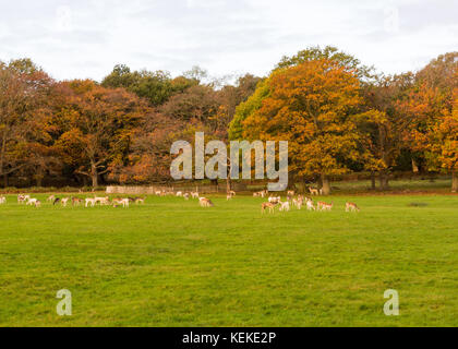 Richmond, London, UK. 22 Oct, 2017: A sunny, crisp morning in Richmond following the strong winds associated with Storm Brian which hit the capital over the weekend. Deer congregate in Richmond Park amongst the autumnal colours of the trees. Credit: Bradley Smith/Alamy Live News. Stock Photo